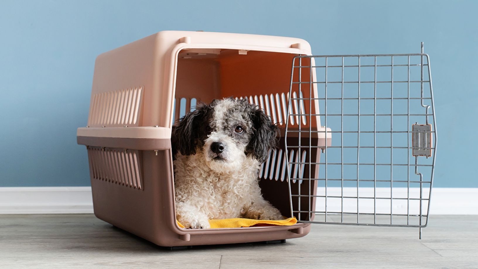 WEB-2236502-Apr24_AHB5_Dog_DT